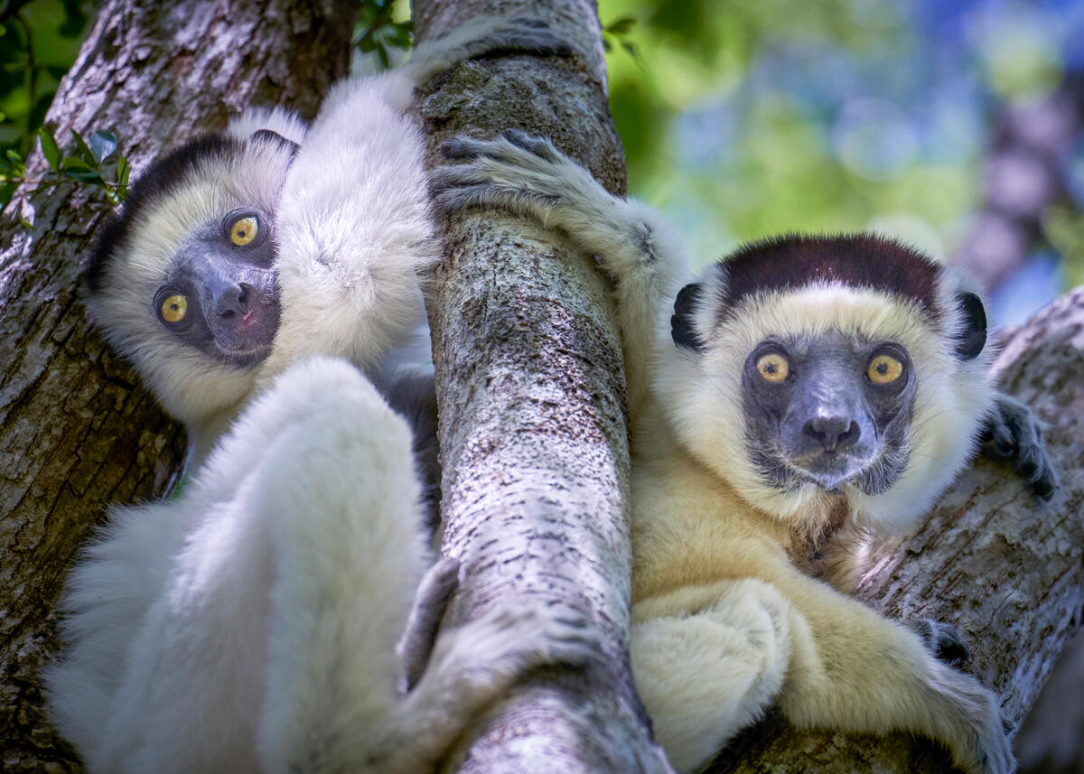 Organic Choice WWF Lemur
