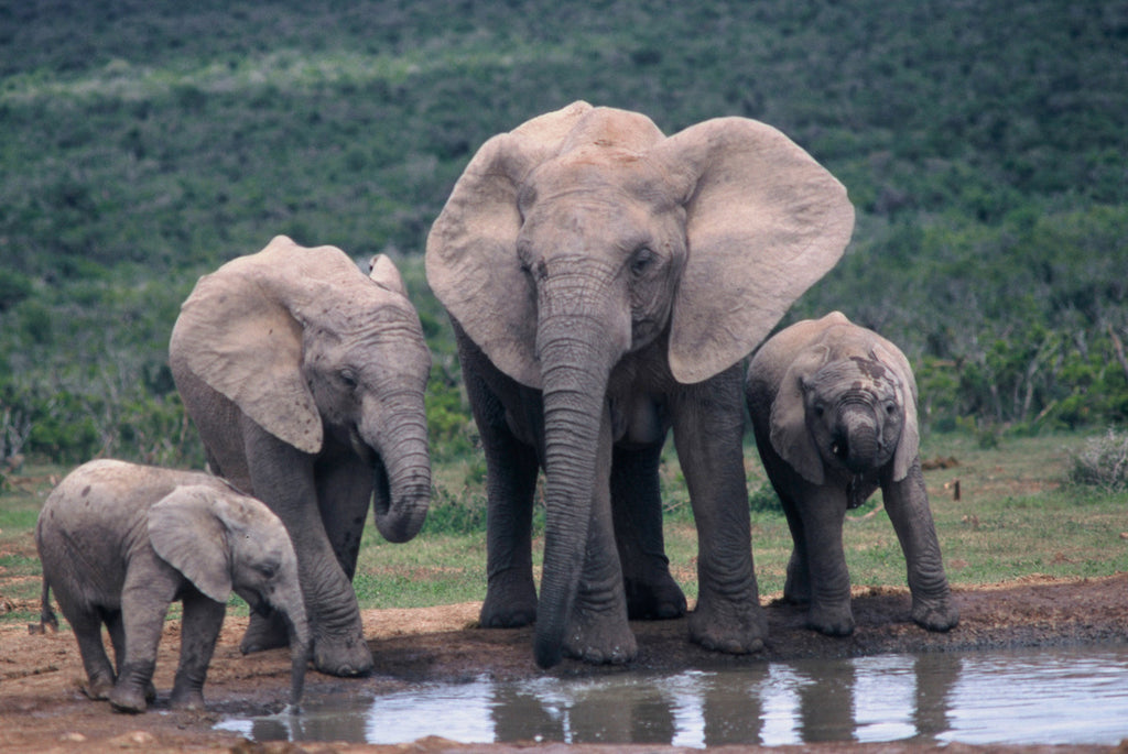 Organic Choice WWF Elefantes